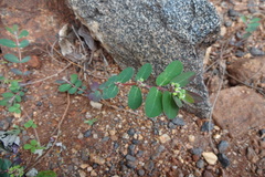 Euphorbia indica